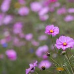 188bet中文的热门游戏推荐,畅玩无限乐趣 0m0ofay2u